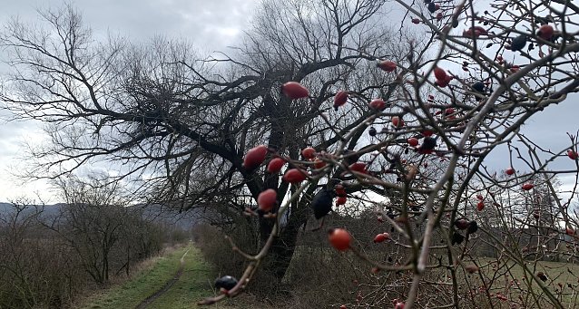 Bild: Waldweg bei Kelbra
