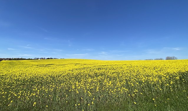 Bild: Rapsfeld bei Loderdsleben