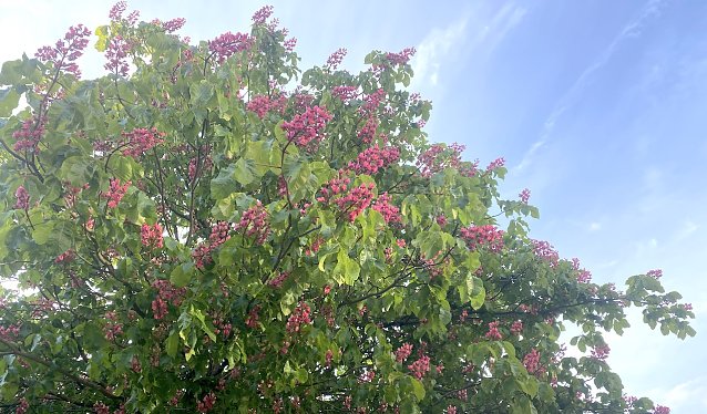 Bild: Kastanienbl&uuml;te
