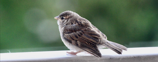 Bild: Junger Spatz auf Erkundungstour