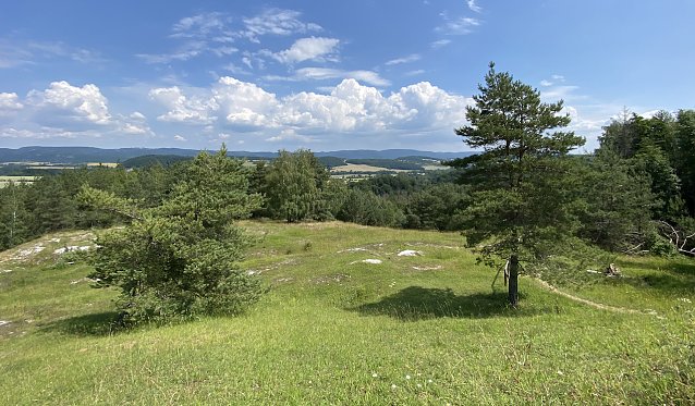 Bild: Sommerwiese im S&uuml;dharzer Karstgebiet