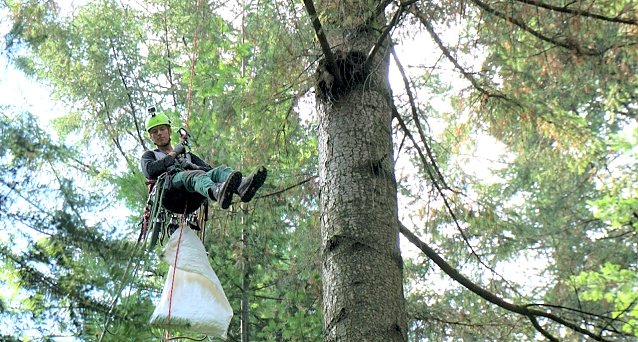 Bild: Saatgut wird teilweise direkt in der Baumkrone gewonnen: Zapfenpfl&uuml;cker werden 2021 insbesondere Wei&szlig;-Tannen beernten  