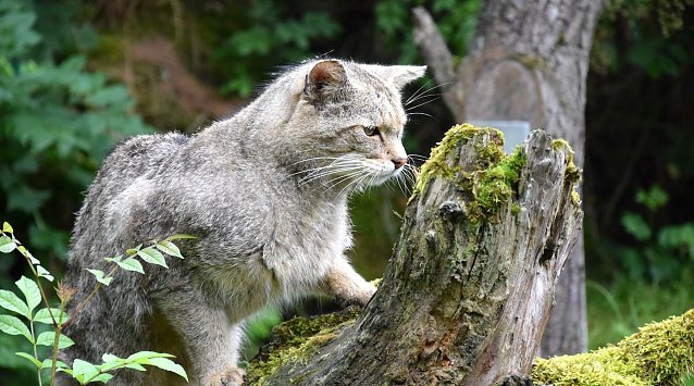 Bild: Wildkater Tocco in H&uuml;tschenroda
