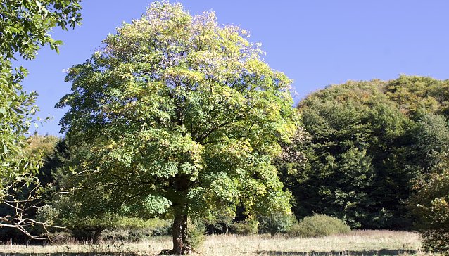 Bild: Sommerlandschaft