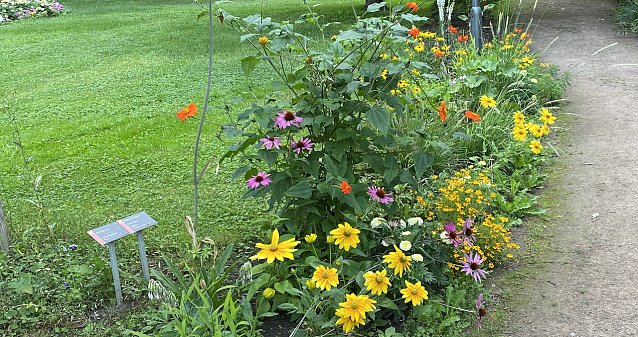 Bild: Wegesrand im Arboretum Bad Langensalza