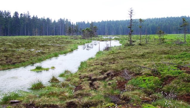 Bild: Das Saukopfmoor