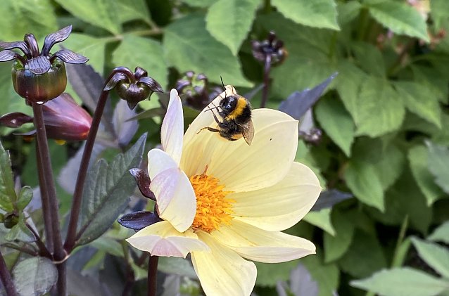 Bild: Blume mit Hummel