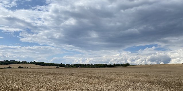 Bild: Sommerliches Feld mit Wolken