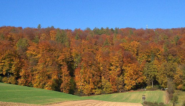 Bild: Herbstf&auml;rbung