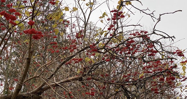 Bild: Herbstfr&uuml;chte