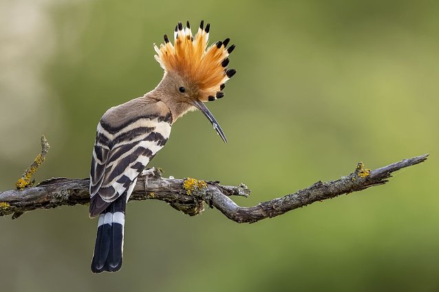 Bild: Der Wiederhopf wird Vogel des Jahres 2022