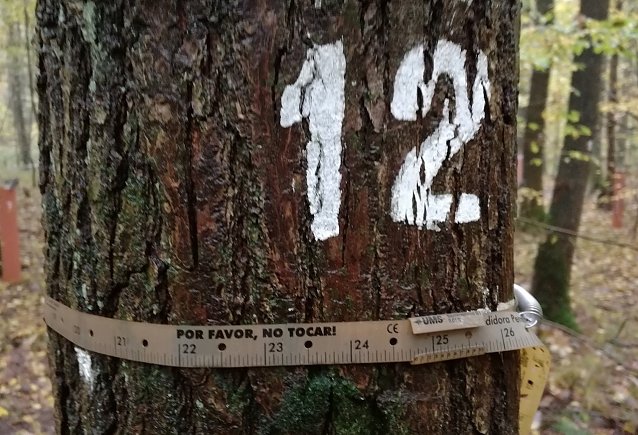 Bild: Versuchsfl&auml;chen sind f&uuml;r Waldbesucher oft erst auf den zweiten Blick zu erkennen � etwa an technischem Ger&auml;t, wie hier ein Stammumfang-Messband, und dezente Baumnummerierungen
