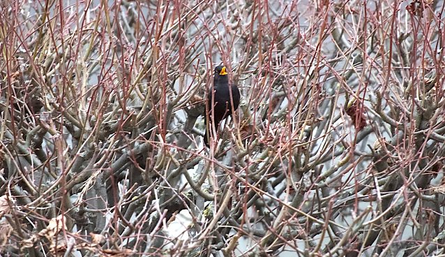 Bild: Singende Amsel im Februar
