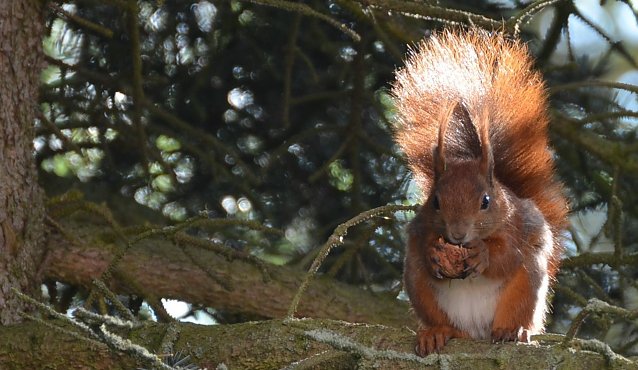 Bild: Sie legen Eicheln oder Bucheckern als Winternahrungslager an, die sie nicht alle wiederfinden. So wachsen im Fr&uuml;hjahr aus dem Versteck neue B&auml;umchen heran