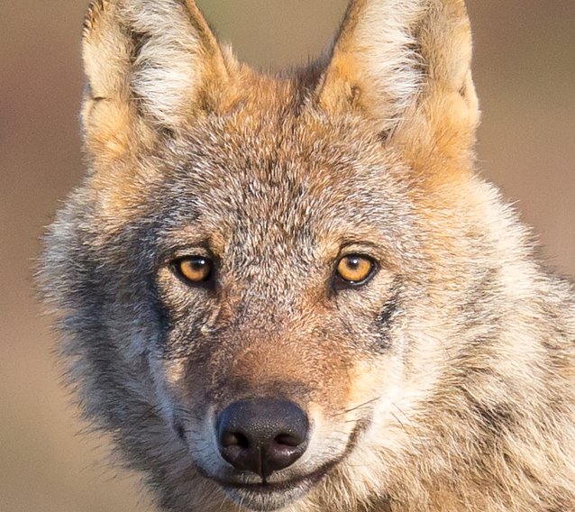 Bild: Ein Wolf oder "der b&ouml;se R&auml;uber aus dem M&auml;rchen"