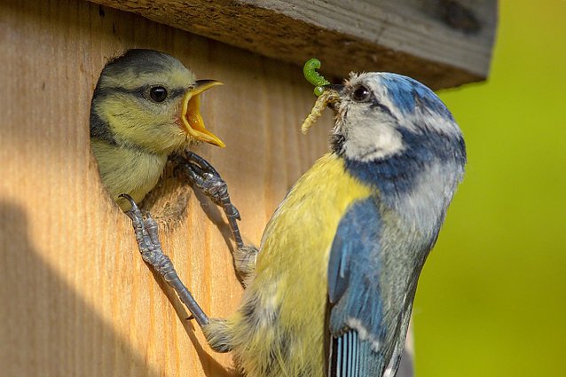 Bild: Eine Blaumeise f&uuml;ttert ihren Nachwuchs