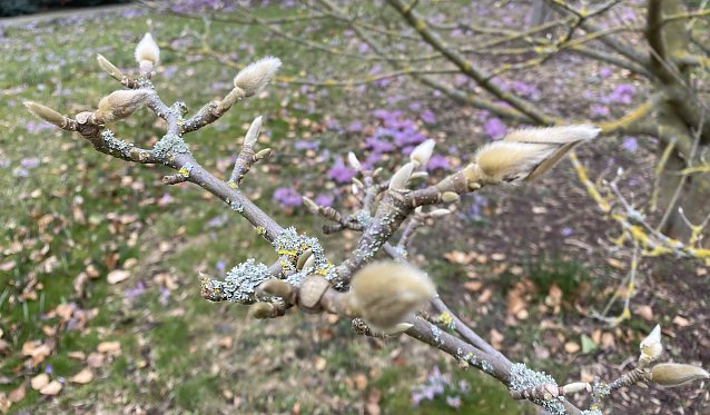 Bild: Fr&uuml;hlingsboten im Arboretum Bad Langendalza