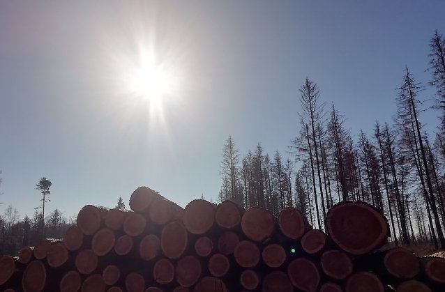 Bild: Nach Nachtfr&ouml;sten gibt es jetzt Sonne satt in Sophienhof
