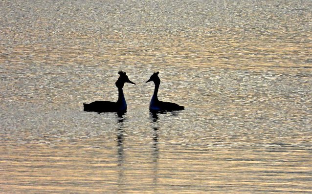 Bild: Abends am Stausee Kelbra