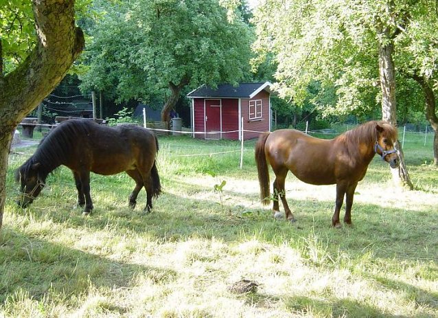 Bild: Die Ponys "Merry" und "Fee"