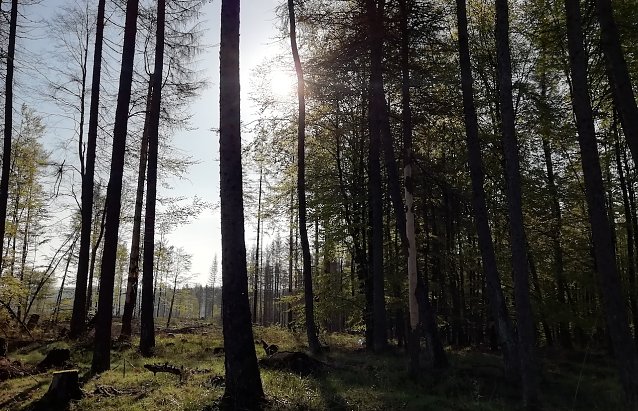 Bild: In Sophienhof waren es heute morgen 6 Grad, windstill und wolkenloser Himmel 