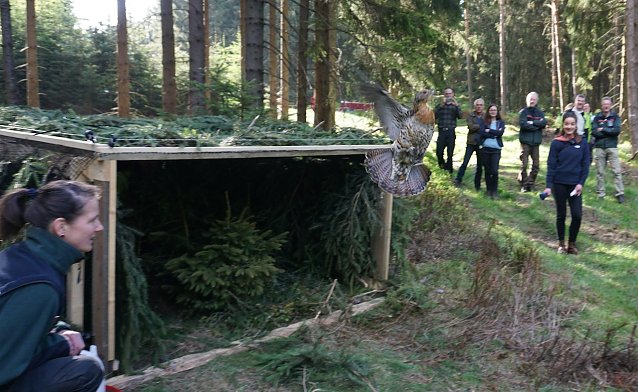 Bild: Auswilderung von Auerhuhn-Wildf&auml;ngen aus Schweden im Forstamt Gehre