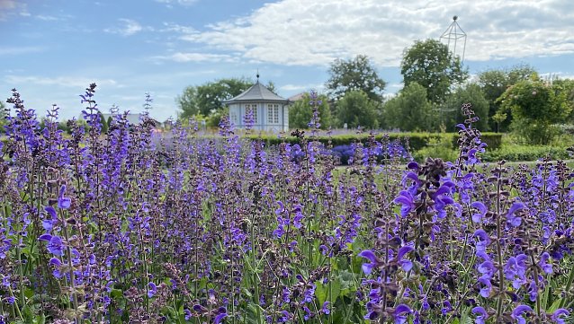 Bild: Im Rosengarten Bad Langensalza