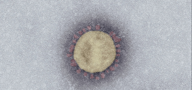 Bild: Corona-Virus