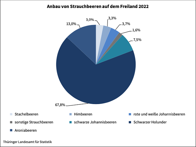 Bild: Anbau von Strauchbeeren auf dem Freiland