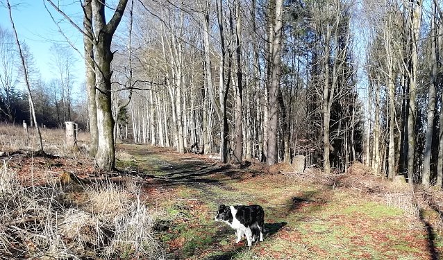 Bild: Minus 1 Grad, Windstille und angenehmes Ferien-Wanderwetter meldet heute unser Sophienh&ouml;fer Wetterhund.
