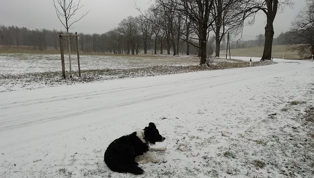 Bild: Leichten Schneefall bei 0 Grad meldet heute Sophienhof