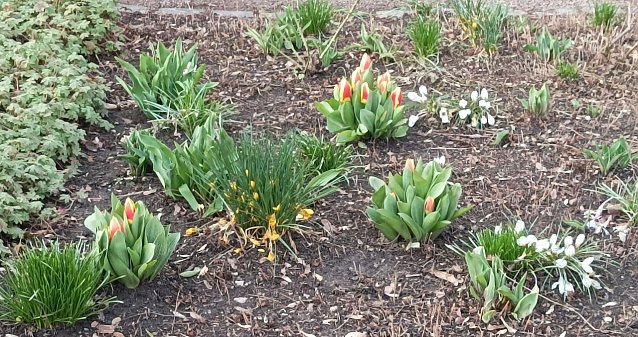 Bild: Unser Wetterbild kommt heute von Familie Leipold die diese Fr&uuml;hlingsboten beim Spaziergang in einem Vorgarten entdeckte