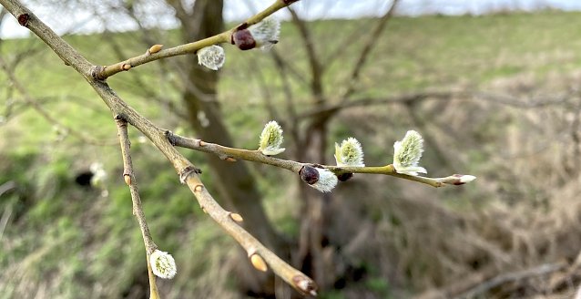 Bild: Weiter mild und windig