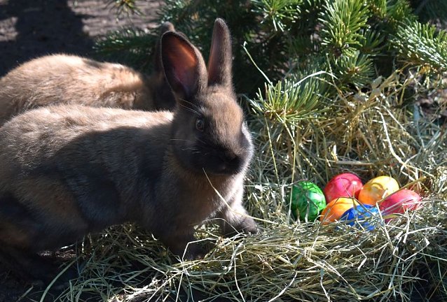 Bild: Kein B&auml;r, aber auch zu Ostern unterwegs