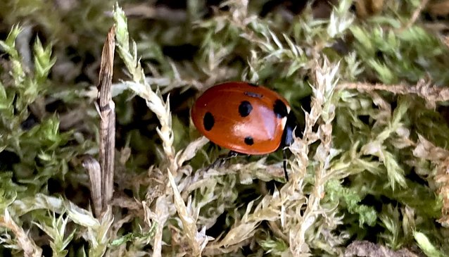 Bild: Gepunkteter Fr&uuml;hlingsbote