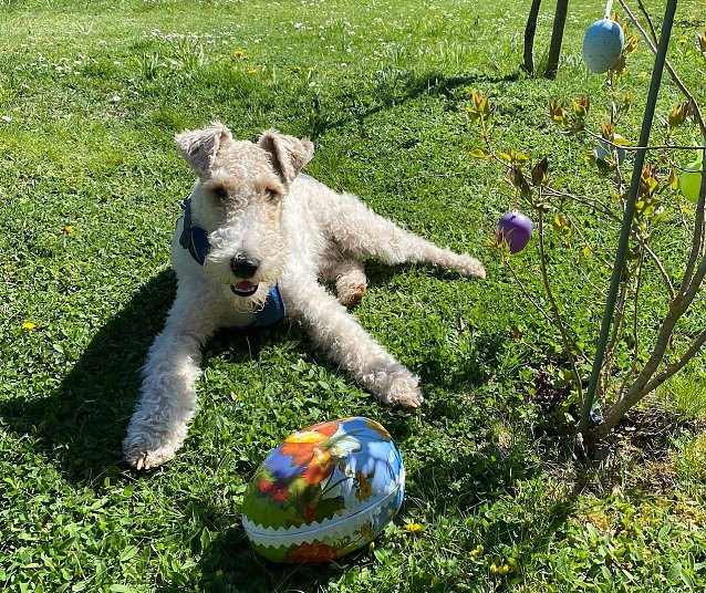 Bild: Hund mit Osterei