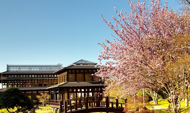 Bild: Kirschbl&uuml;te im Japanischen Garten Bad Langensalza