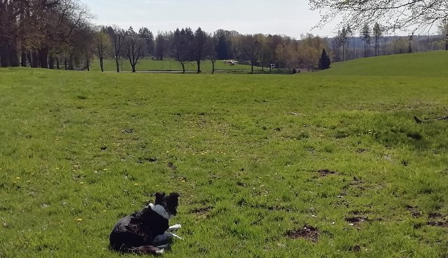 Bild: Bei diesem Wetter heute kann man getrost den Hund vor die T&uuml;r jagen