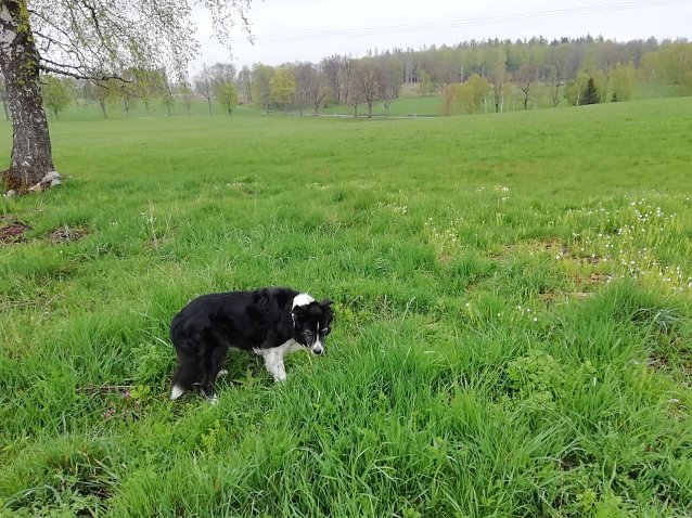 Bild: Ist der Mai k&uuml;hl und nass, f&uuml;lls dem Bauern Scheun und Fass. Heute 13 Grad, Regen und leichter Wind in Sophienhof