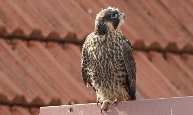 Bild: Junger Wanderfalke