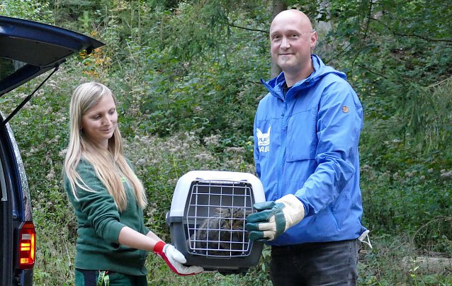 Bild: Wiederauswilderung der Wildkatze "Findulin" am 1.10.2021 bei Plinz/Altenberga im Saale Holzland Kreis.