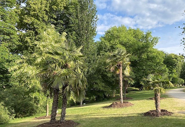 Bild: Exotik im Kurpark Bad Langensalza 