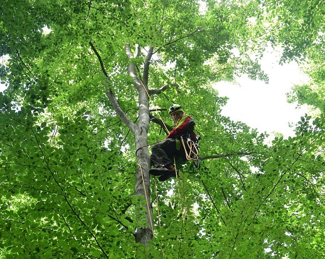 Bild: Th&uuml;ringenForst-Zapfenpfl&uuml;cker im Auftrag der Waldbodenforschung unterwegs: Sie entnehmen Blatt- und Nadelproben in luftiger H&ouml;he  