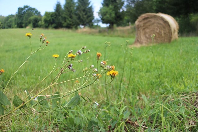 Bild: Wetterbild