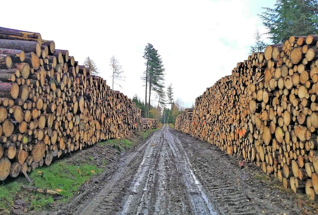 Bild: Holzpolter im Mittelgrund