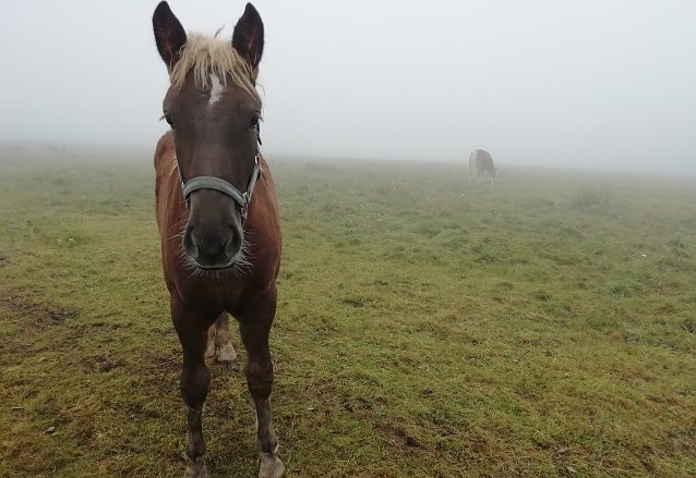Bild: Tr&uuml;be Aussichten heute im Harz bei morgendlichen 6 Grad