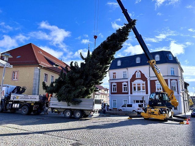 Bild: Die 11 Meter hohe Fichte ist der Worbiser Weihnachtsbaum f&uuml;r dieses Jahr