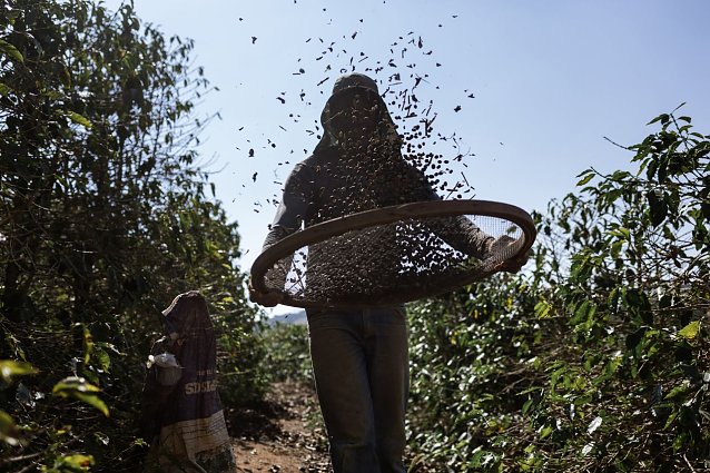 Bild: Vor-Ort-Besuch in Brasilien: Auf einer Kaffeeplantage siebt ein Arbeiter noch verwertbare Kaffeebohnen aus dem Laub.