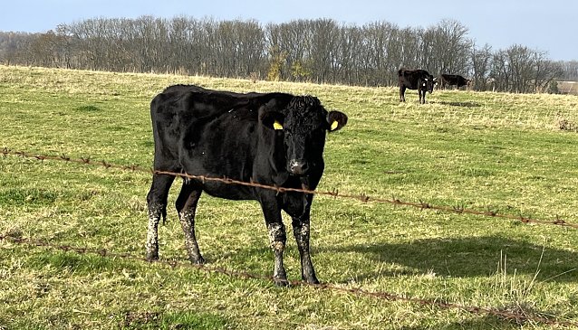 Bild: Hat seinen Schatten schon seit einigen Tagen nicht mer gesehen: Jungbulle am Harth-Haus