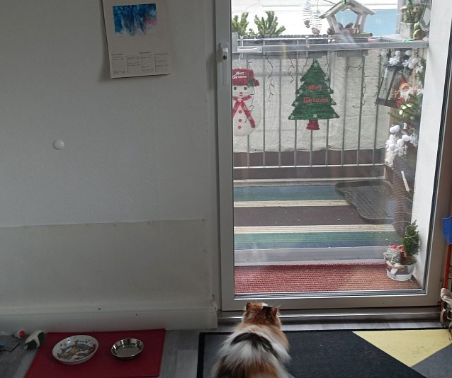 Bild: Vogelbeobachtung mit Katze